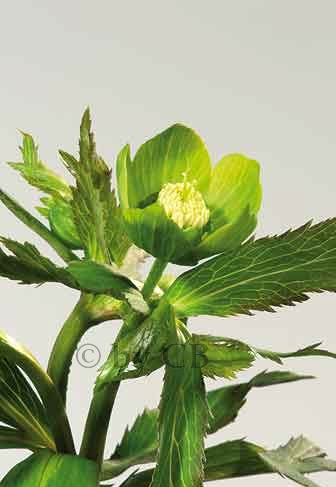 00-0-00000aaaa1A-1occidentalis5855.jpg