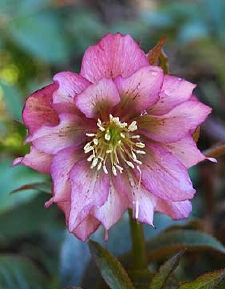 0000rosa8871.jpg