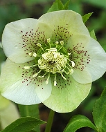 118-9196.jpg
