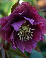125-9226.jpg