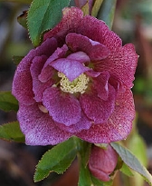 135-9247.jpg