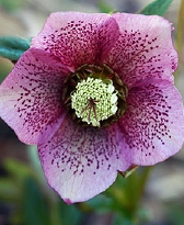 139-9255.jpg