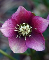 143-9262.jpg