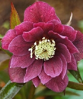 185-0421.jpg