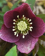 71-8568.jpg