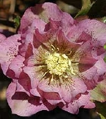 BY226-1010.jpg