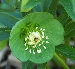 Vmultifidus8664.jpg