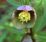 Vtorquatus8666.jpg