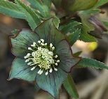Vtorquatus8668.jpg