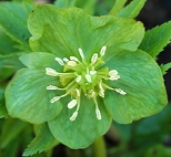 Vviridis8677.jpg