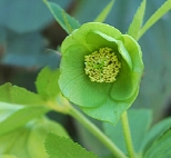 Vwild8679.jpg