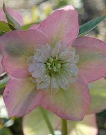 rose-anem.8849.jpg