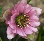 rosegergef9095.jpg