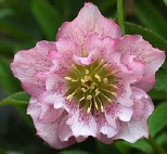 rosespotgef9191.jpg