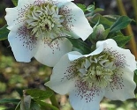 ruesche8848.jpg