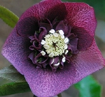 ruescheschwarzrot9164.jpg