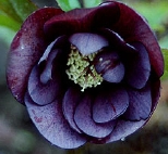 schwarzgefuellt9162.jpg