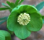 viridis7475237.jpg